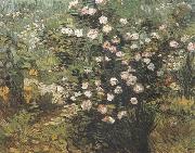 Vincent Van Gogh Rosebush in Blossom (nn04) USA oil painting reproduction